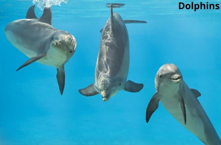 What Eats Crabs? 11 Animals That Eat Crabs! Animal Quarters