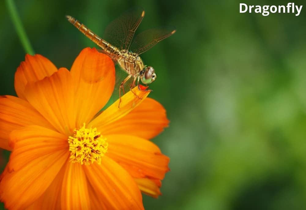dragonfly on flower 27122021