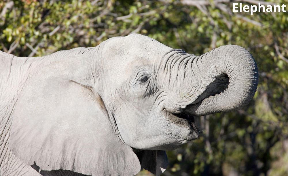 elephant eating 28122021