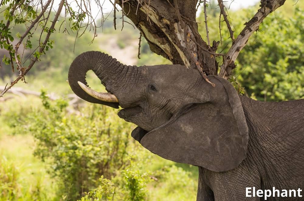 elephant eating 29122021