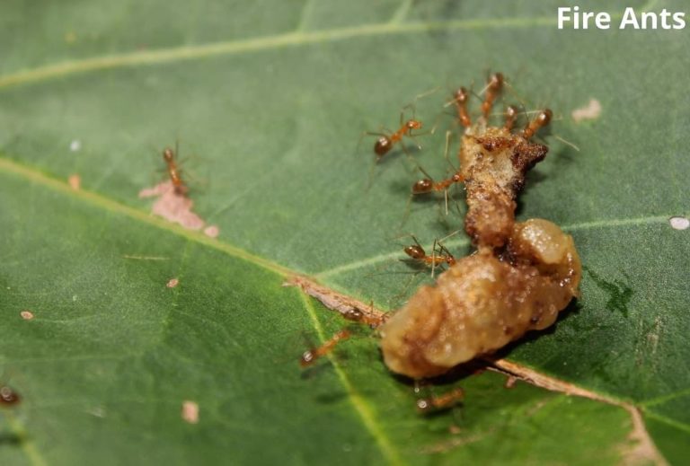 What Animals Eat Potatoes! (7 Examples with Pictures) Animal Quarters