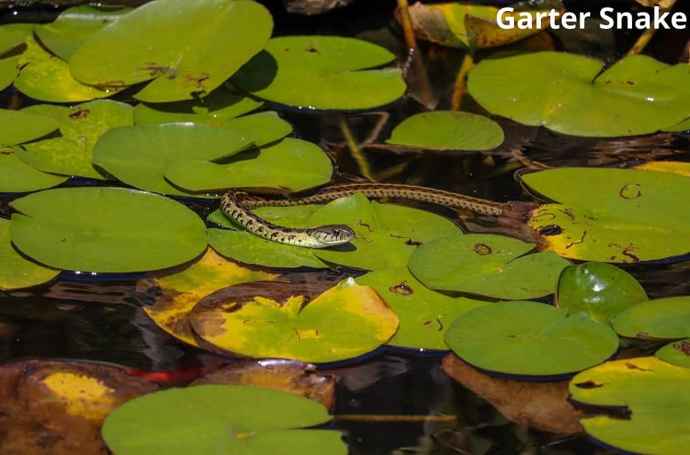 garter snake 26122021