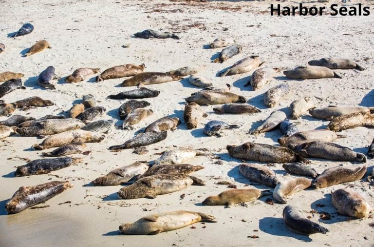 10 Awesome Animals That Eat Clams! Animal Quarters