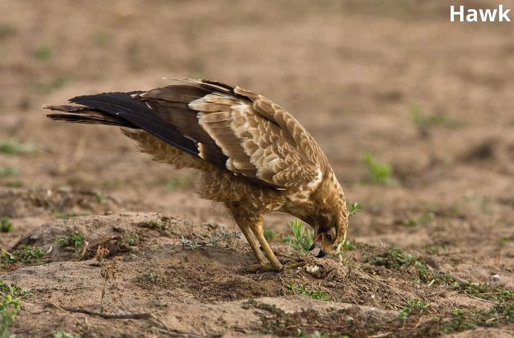 hawk and crab 31122021