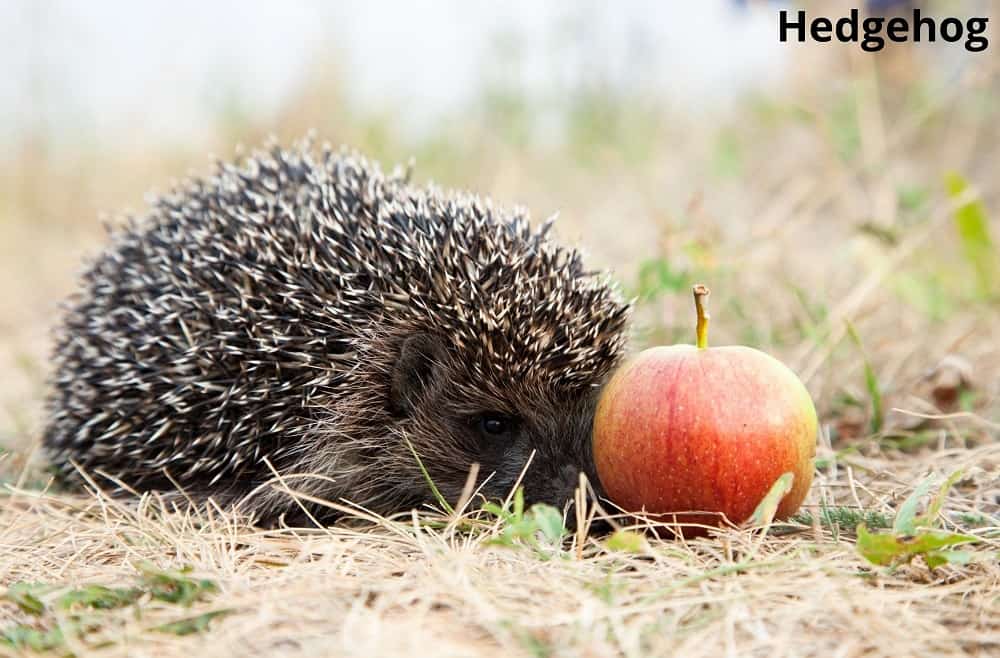hedgehog and apple 30122021