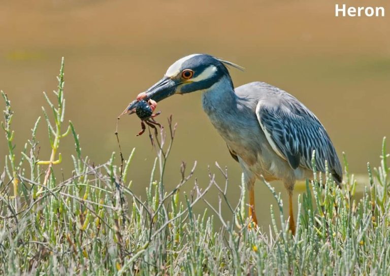 What Eats Crabs? 11 Animals That Eat Crabs! Animal Quarters