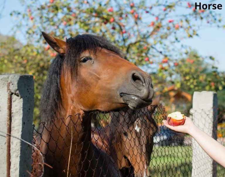 Animals That Eat Apples! (14 Examples with Pictures) Animal Quarters