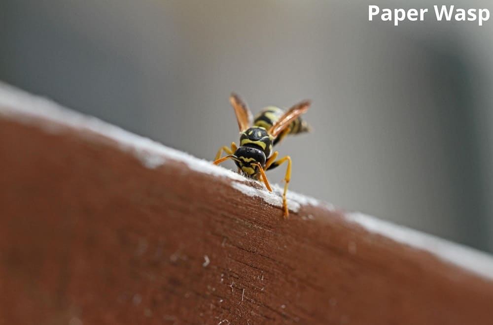 paper wasp eating wood 29122021
