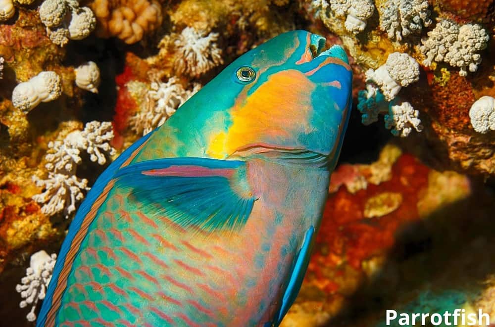 parrotfish 27122021