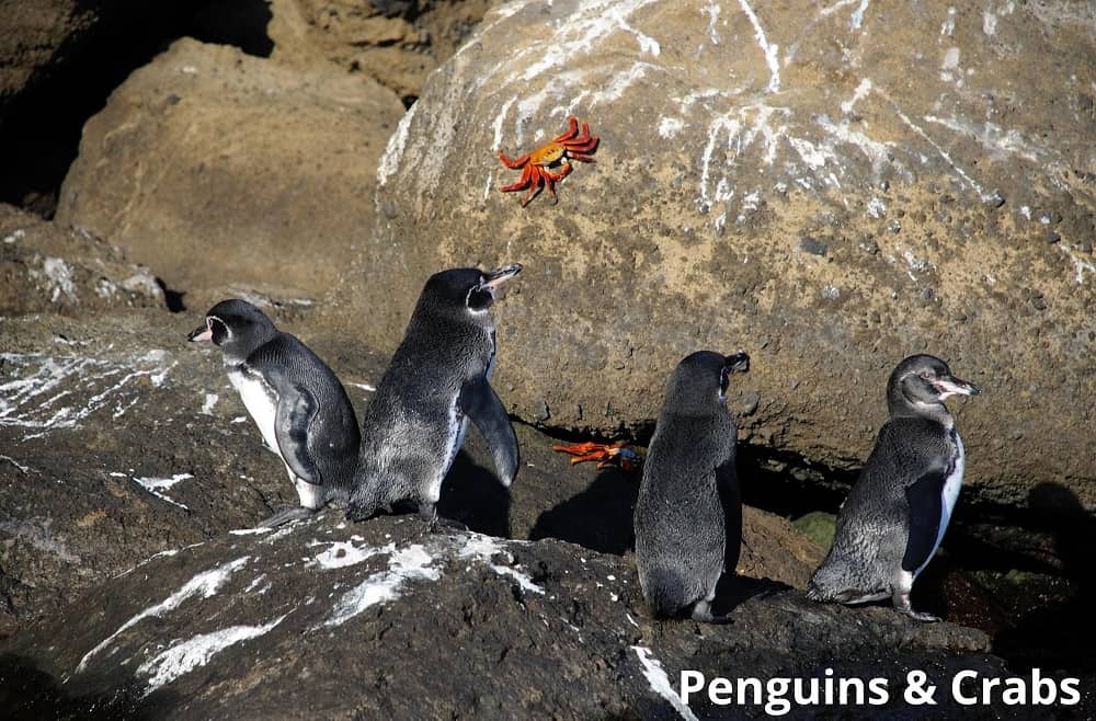 penguins and crabs 31122021