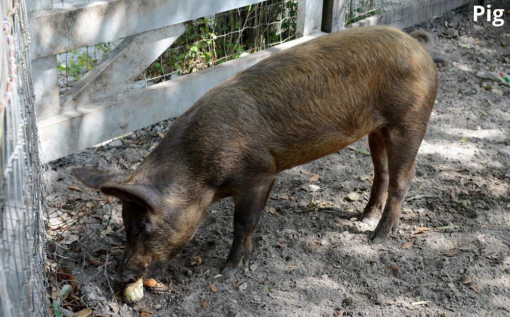 pig eating bread 28122021