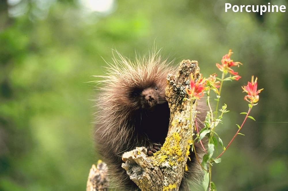 9 Interesting Animals That Eat Wood! See Pictures - Animal Quarters 9 Interesting Animals That Eat Wood! See Pictures - Animal Quarters