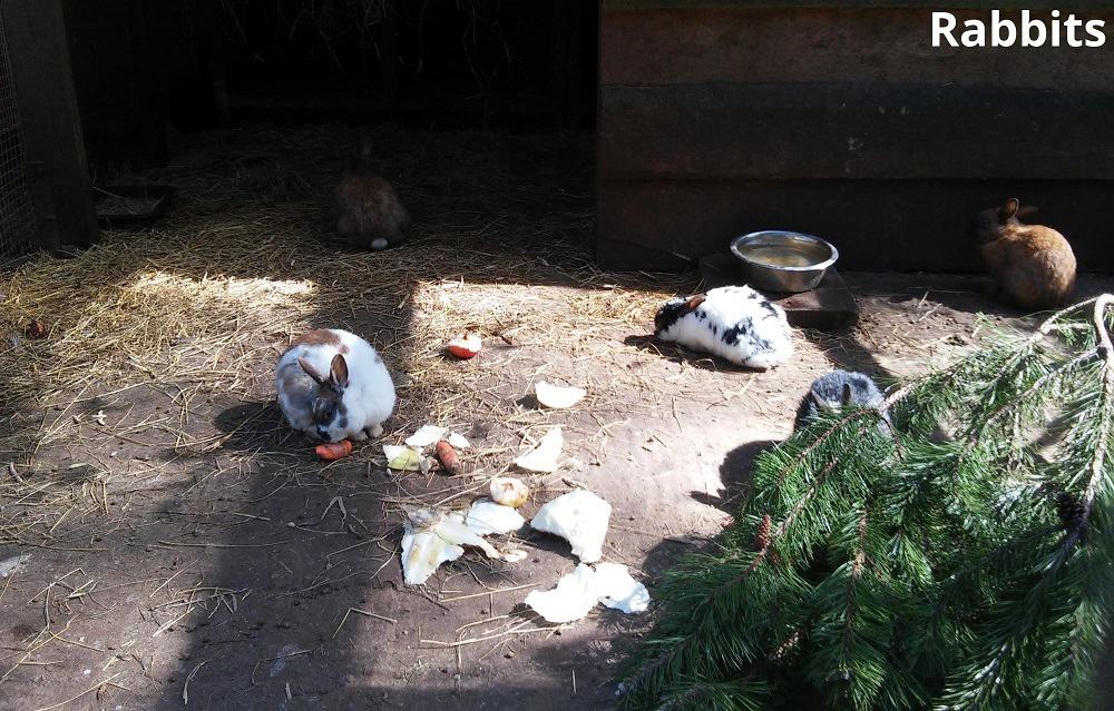 rabbits eating 26122021