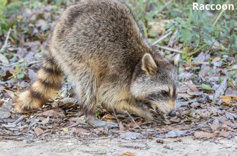 What Animals Eat Potatoes! (7 Examples with Pictures) Animal Quarters