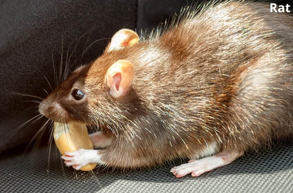 rat eating bread 28122021
