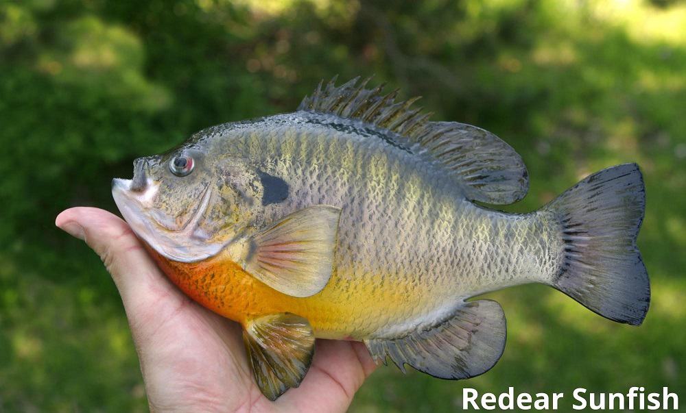 redear sunfish 26122021