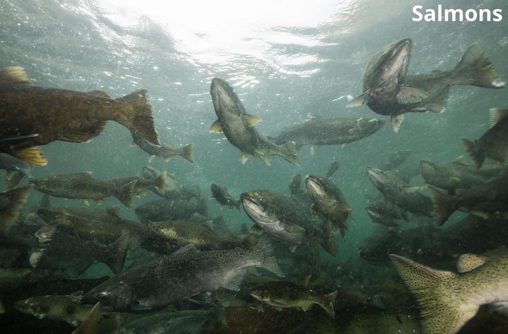 salmons spawning 29122021