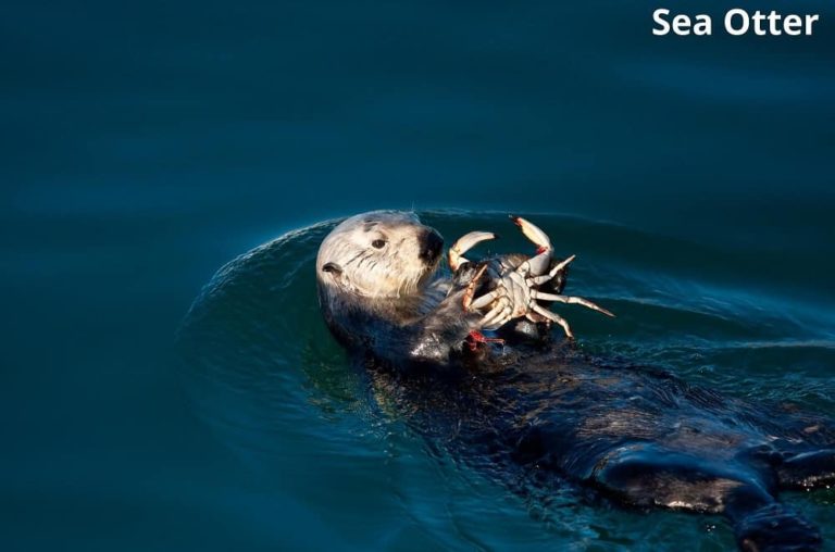 What Eats Crabs? 11 Animals That Eat Crabs! Animal Quarters