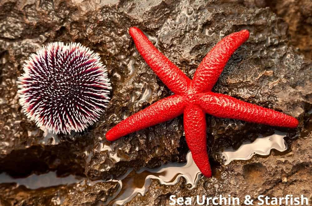 sea urchin and starfish 27122021