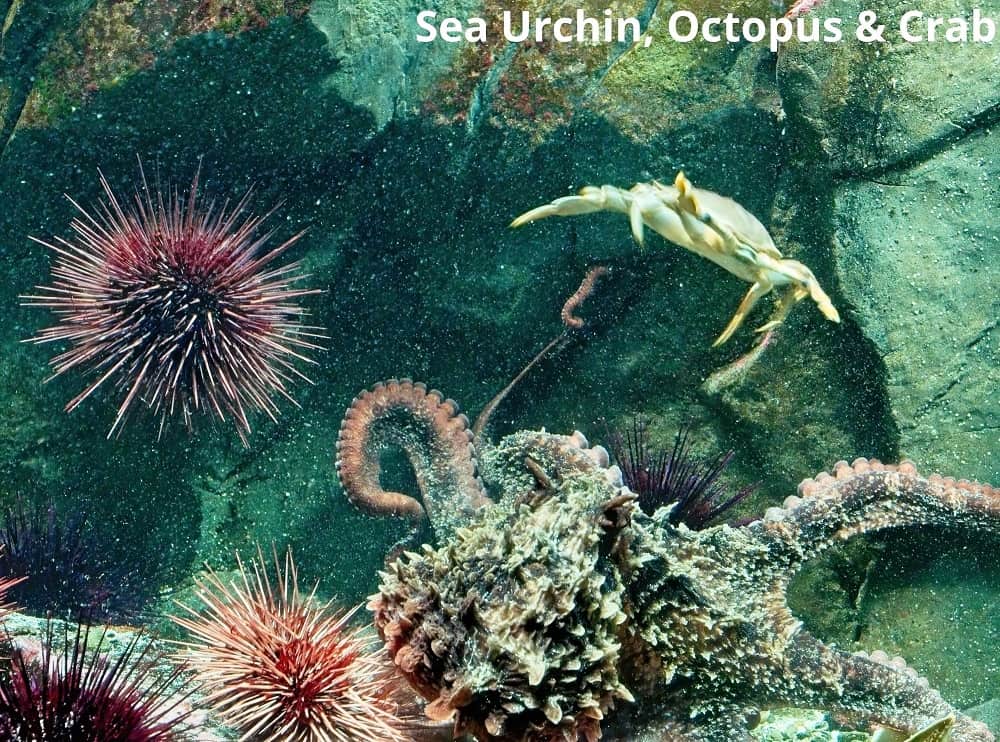 sea urchin octopus and crab 31122021