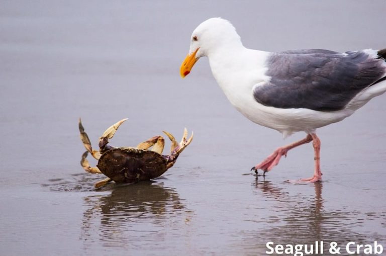 What Eats Crabs? 11 Animals That Eat Crabs! Animal Quarters