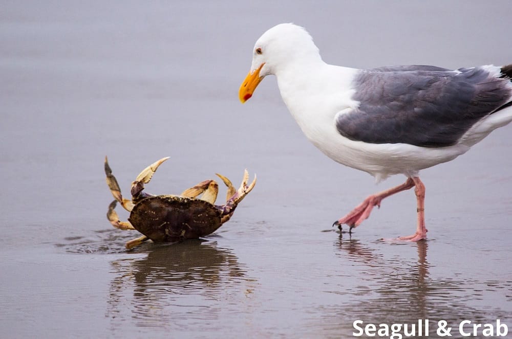 seagull and crab 31122021