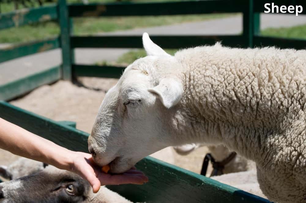 sheep eating 25122021