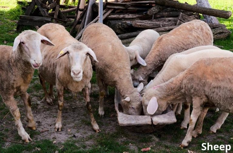 What Animals Eat Potatoes! (7 Examples with Pictures) Animal Quarters