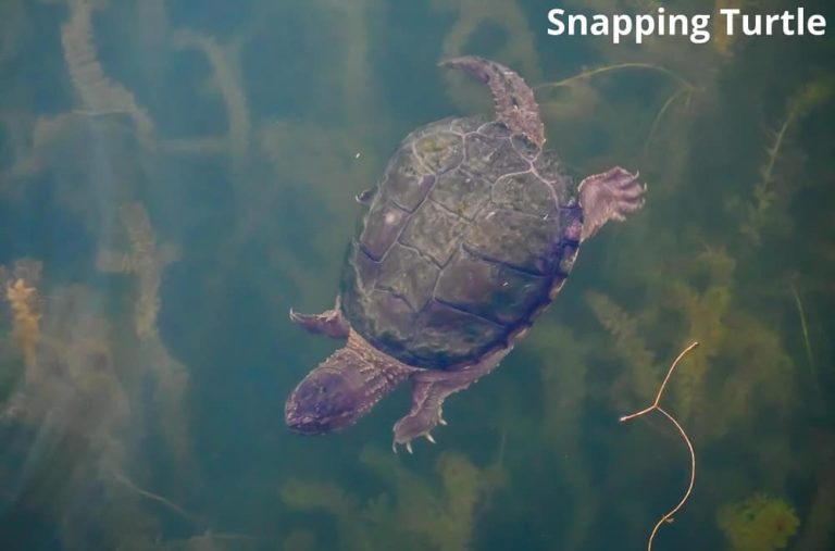 What Animals Eat Crayfish? (13 Examples) Animal Quarters