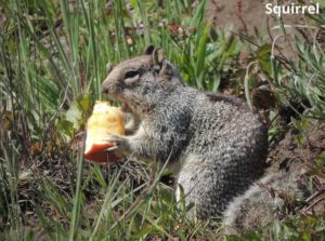 Animals That Eat Apples! (14 Examples with Pictures) - Animal Quarters