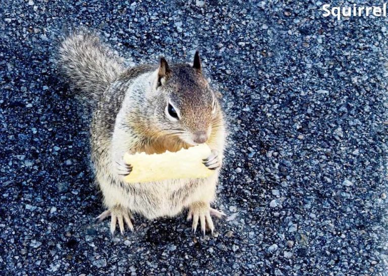 What Animals Eat Potatoes! (7 Examples with Pictures) Animal Quarters