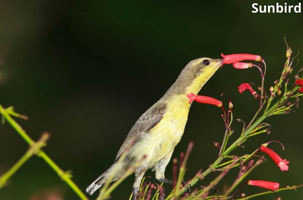 sunbird eating flower 27122021
