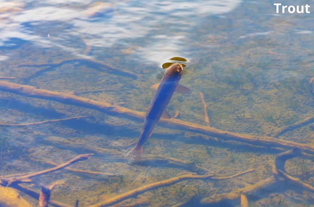 trout eating 26122021