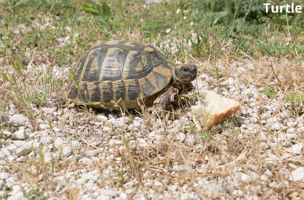 turtle eating bread 28122021