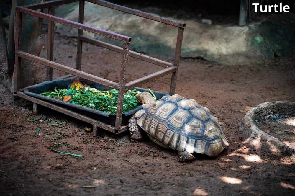 turtle eating vegetables 26122021
