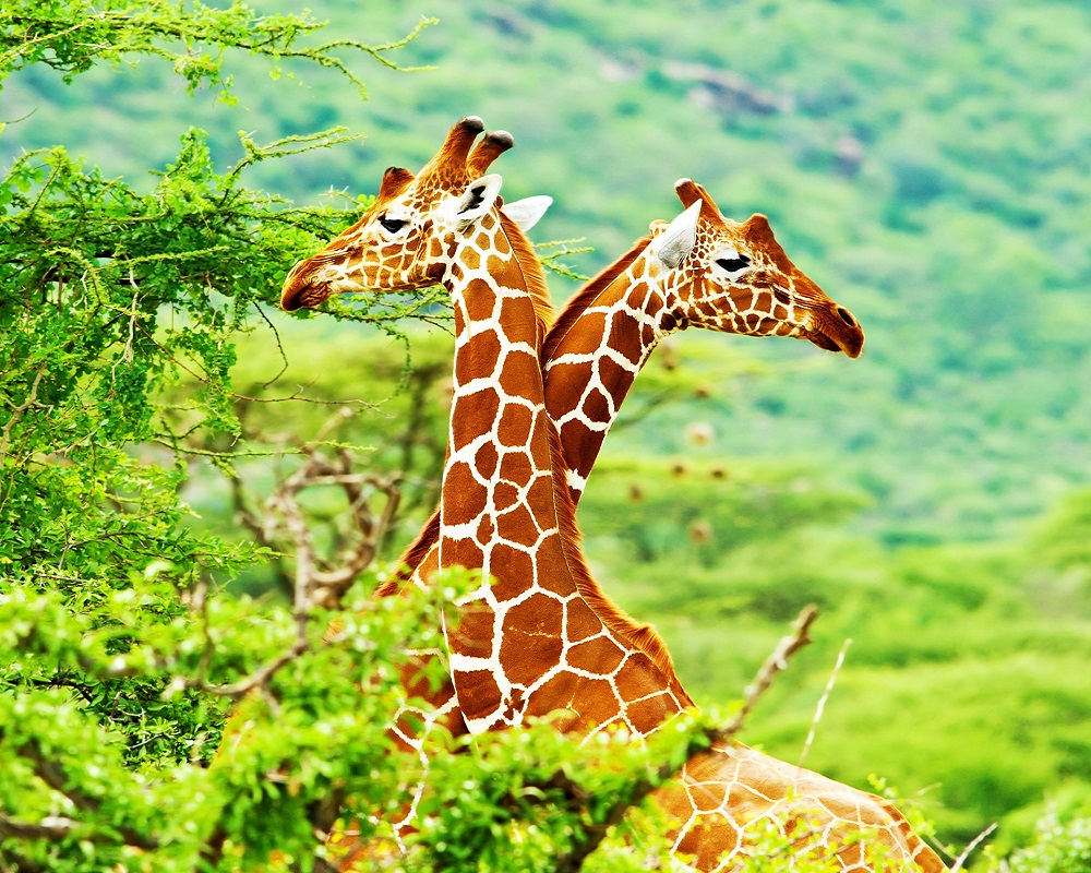 two giraffes around trees 11122021