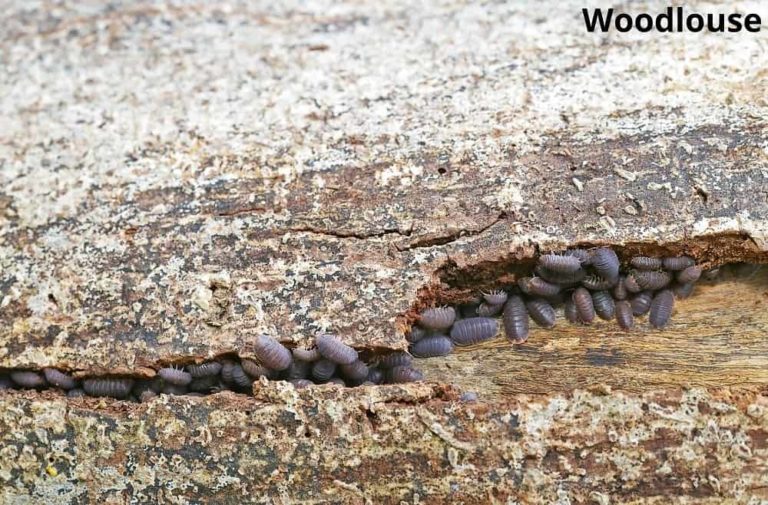 9 Interesting Animals That Eat Wood! See Pictures Animal Quarters