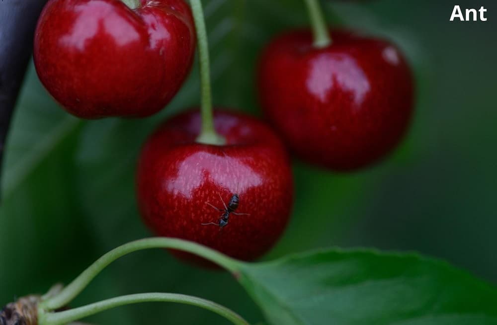 ant crawling on cherry 14012022