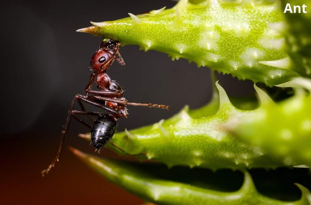 ant eating cactus 15012022