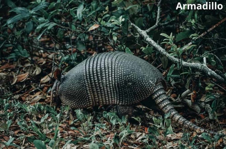 10 Awesome Animals That Have Scales! See Pictures! Animal Quarters