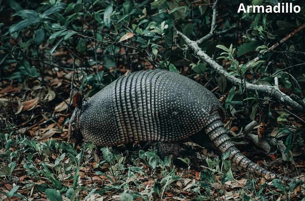 armadillo 16012022