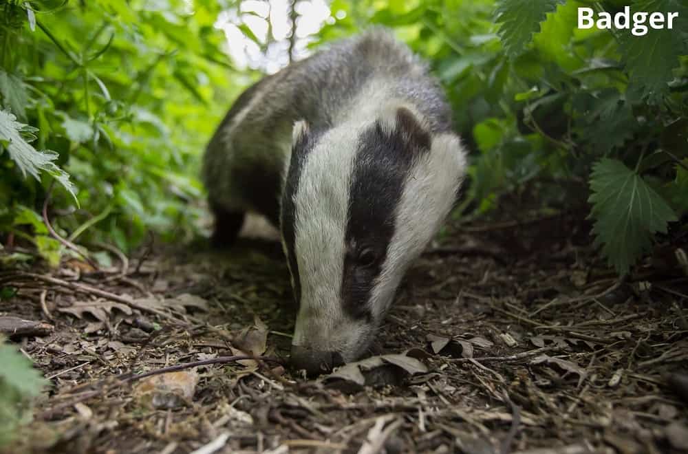 badger 14012022