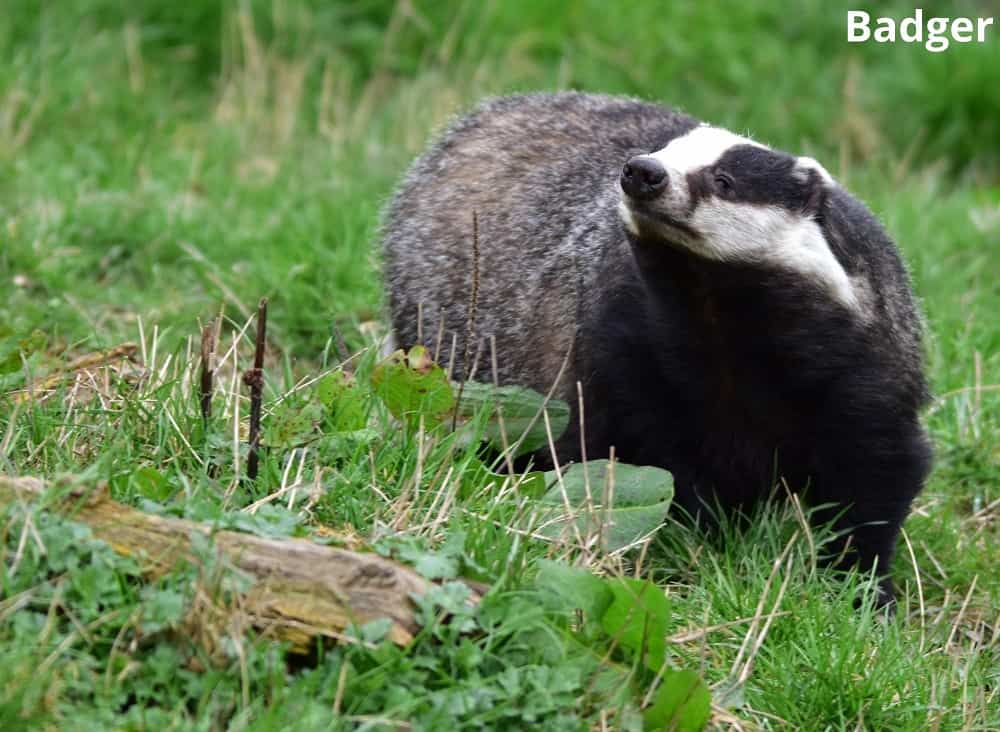 badger 29012022