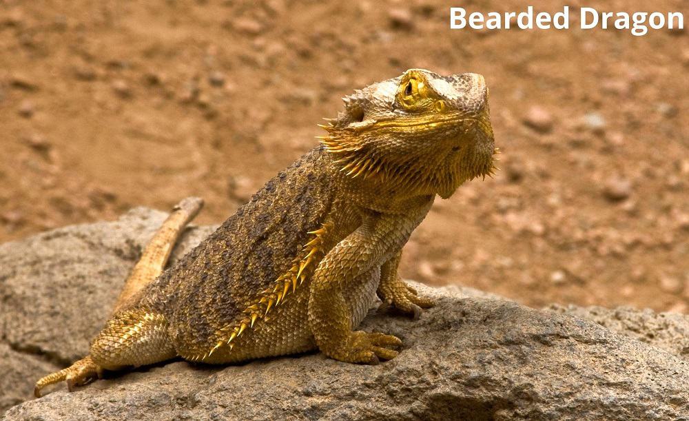 bearded dragon 15012022