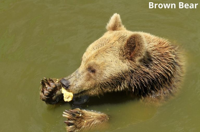 What Animals Eat Oysters? (7 Examples) Animal Quarters