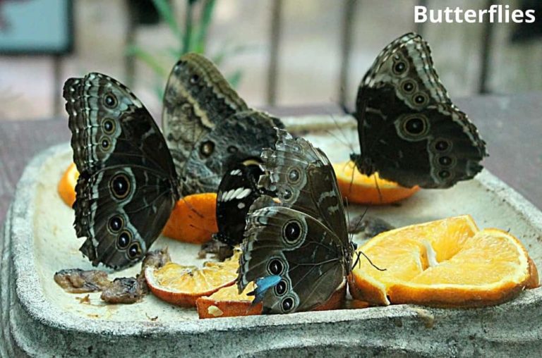 What Animals Eat Oranges? 15 Examples with Pictures! Animal Quarters