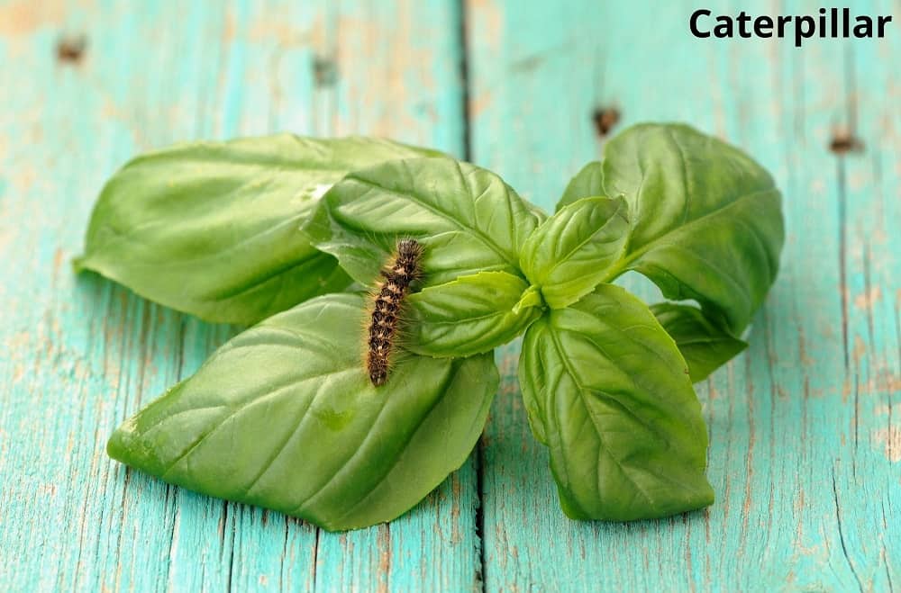 caterpillar on basil leaf 31012022