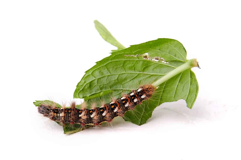 caterpillar on mint leaf 23012022