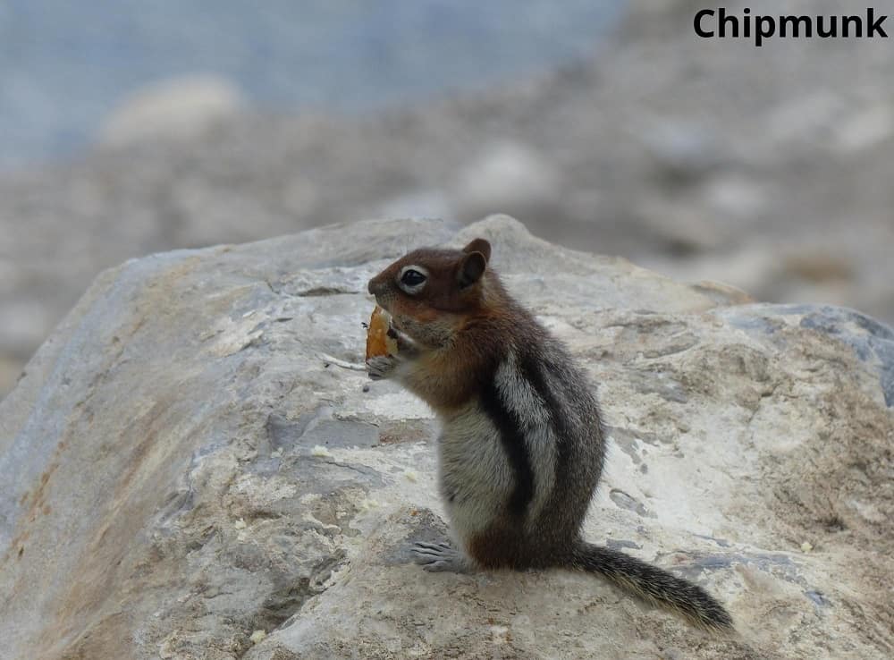chipmunk eating chestnut 23012022