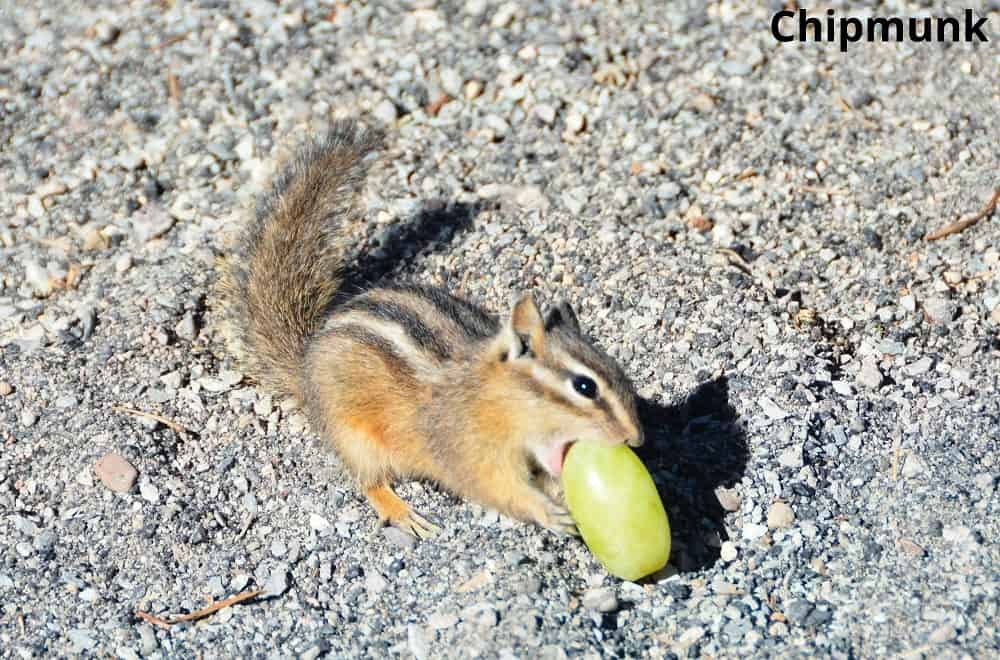 chipmunk eating grape 29012022